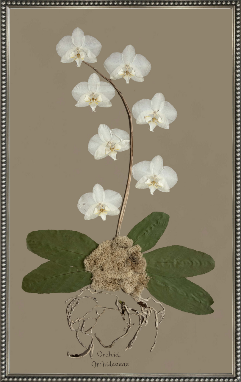 Framed White Orchid on Brown Print