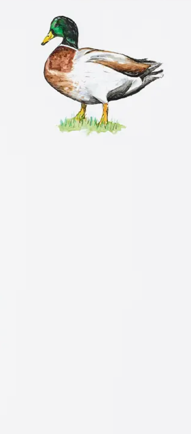 Mallard Duck on Grass Tall Notepad