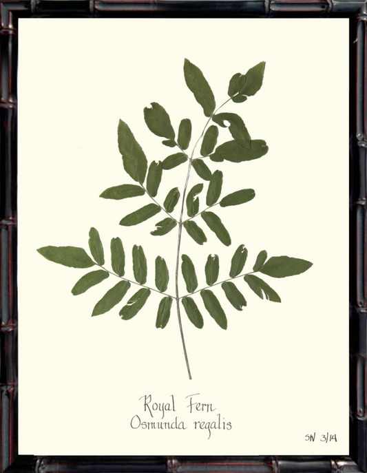 Framed Royal Fern Print