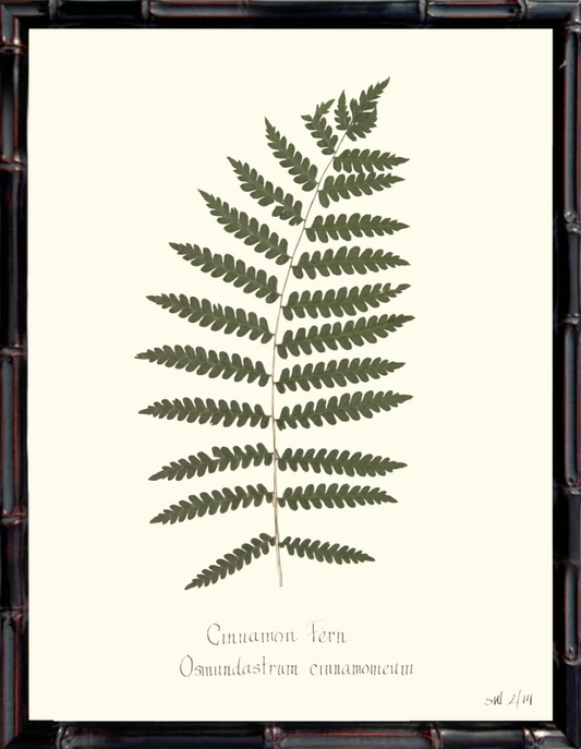 Framed Cinnamon Fern Print