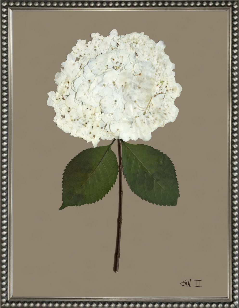 Framed Hydrangea on Dark Brown II Print