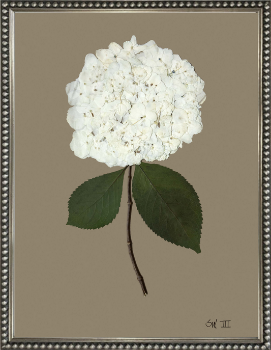 Framed Hydrangea on Dark Brown III Print