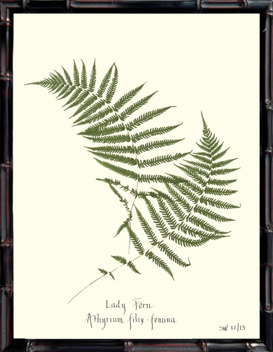 Framed Lady Fern Print