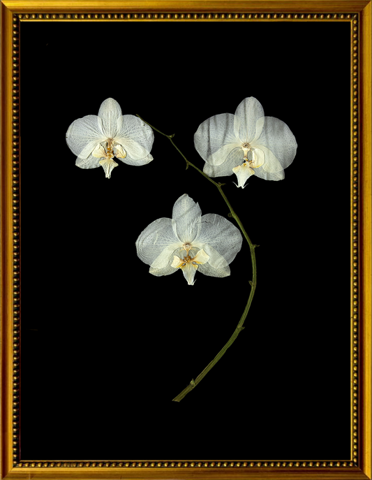 Framed Orchid on Black Print