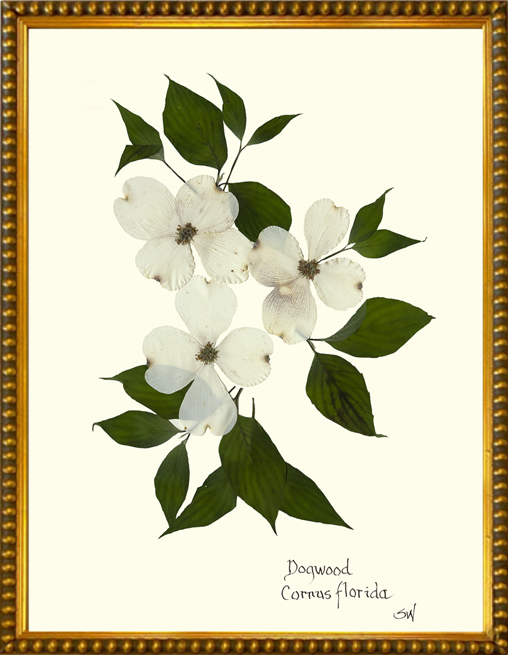 Framed Dogwood Print