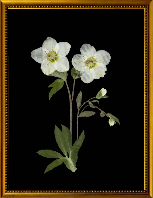 Framed Lenton Rose on Black Print