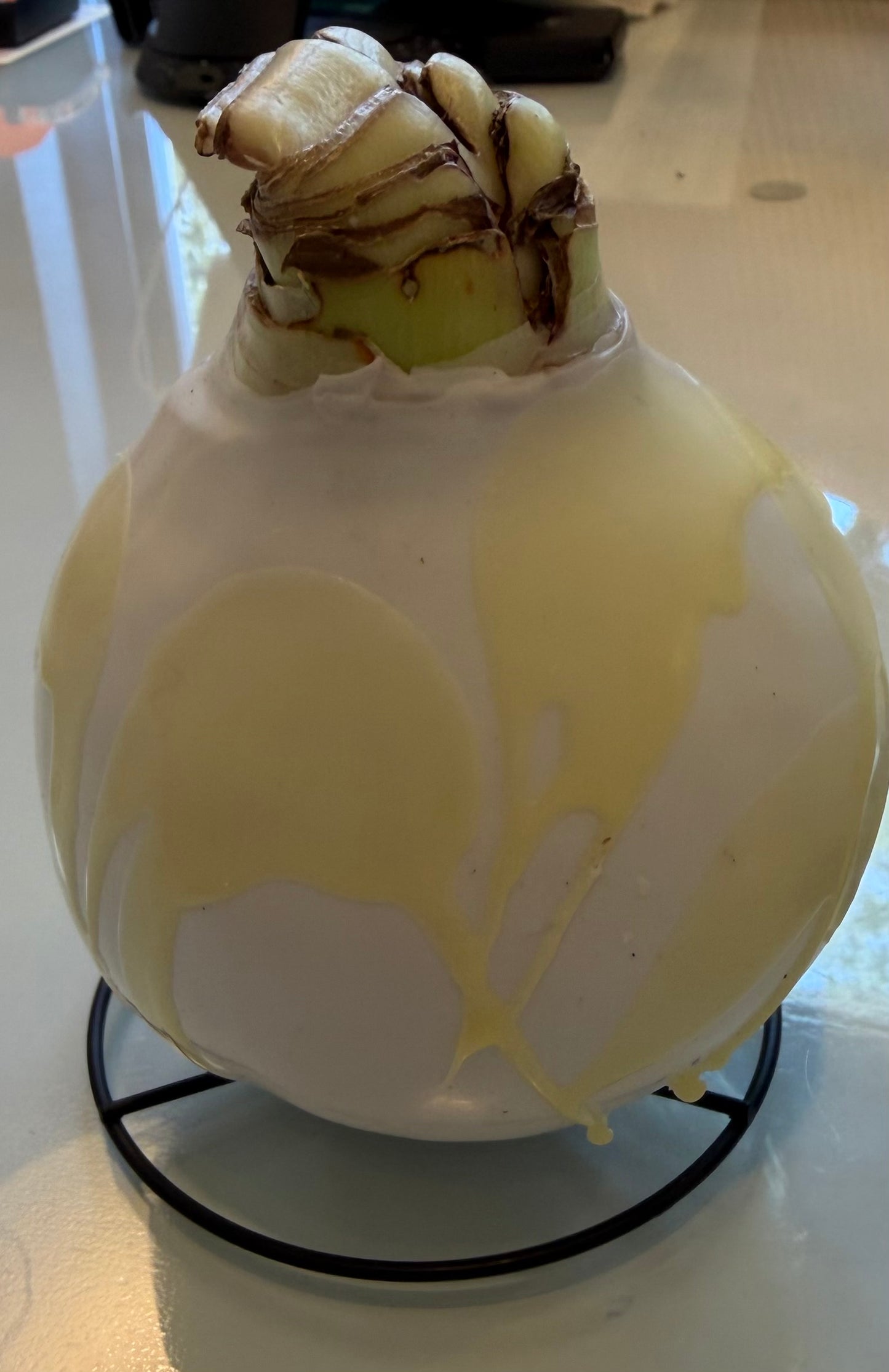 Yellow Pastel Wax Amaryllis