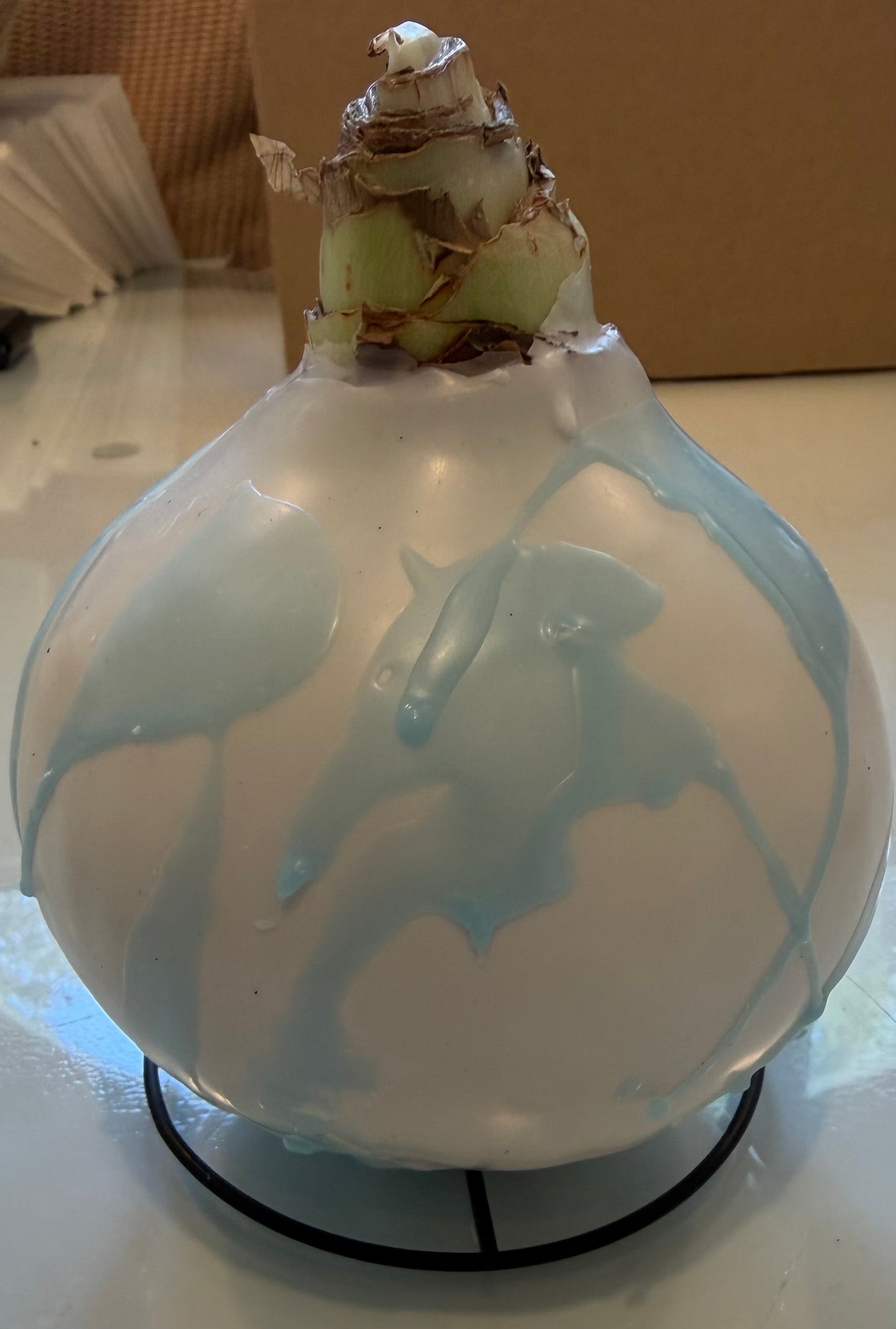 Blue Pastel Wax Amaryllis