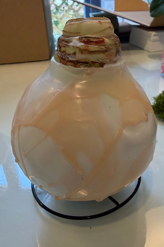 Pink Pastel Wax Amaryllis