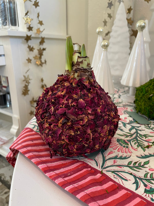 Rose Petal Amaryllis Bulb