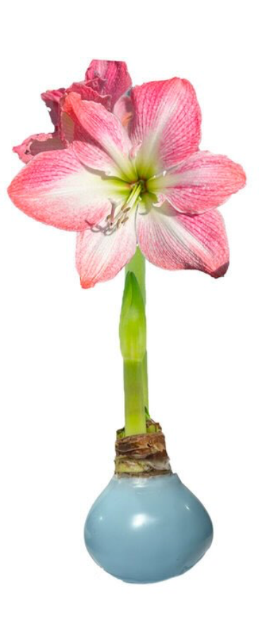 Blue waxed amaryllis bulb