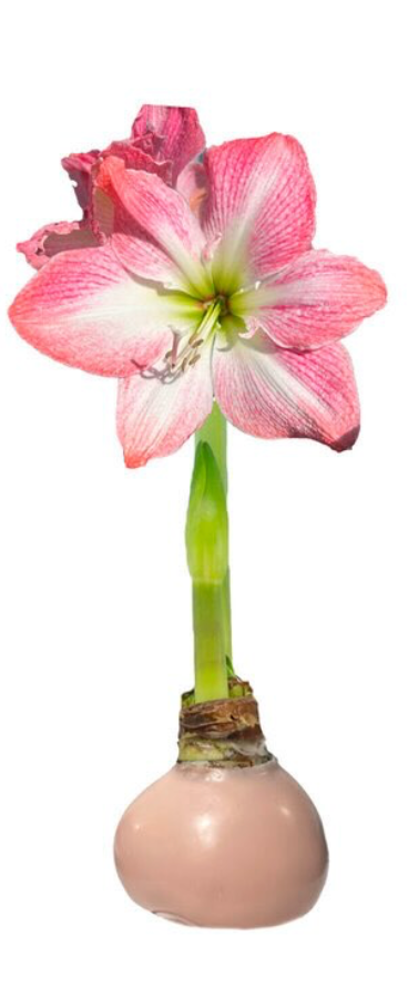 Pink waxed amaryllis bulb