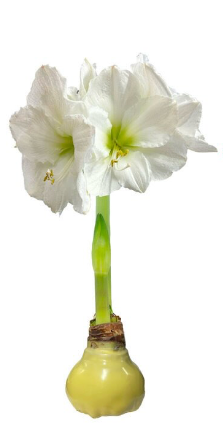 Yellow waxed amaryllis bulb