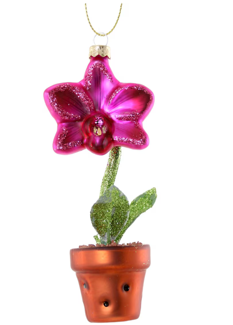 Potted Orchid
