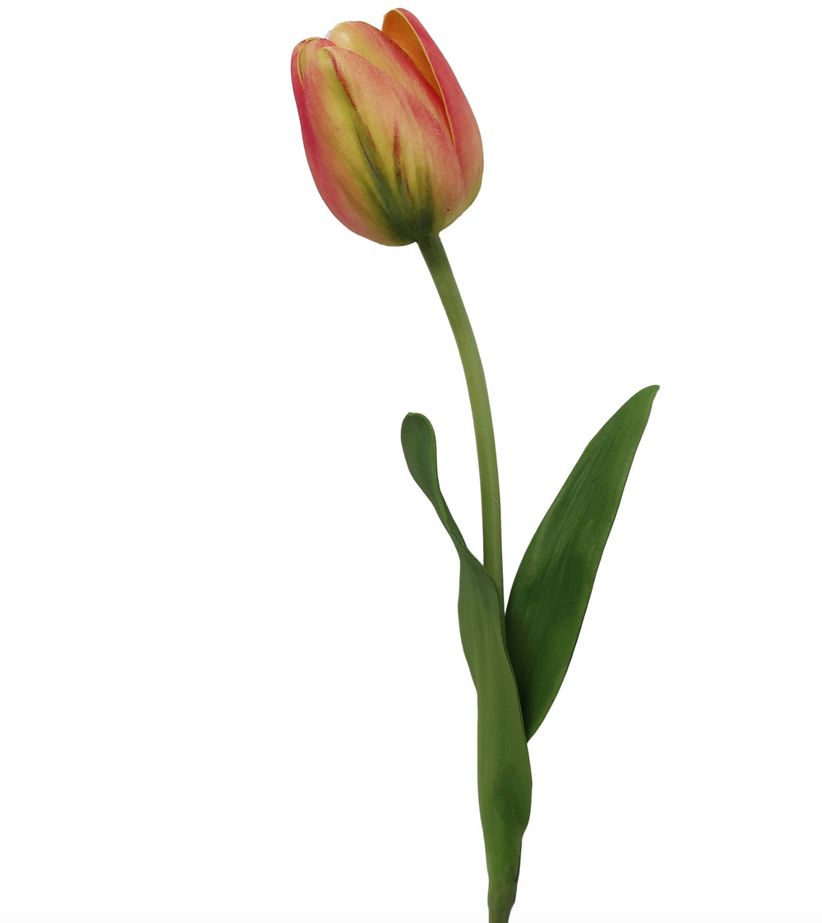 TULIP 15.5''