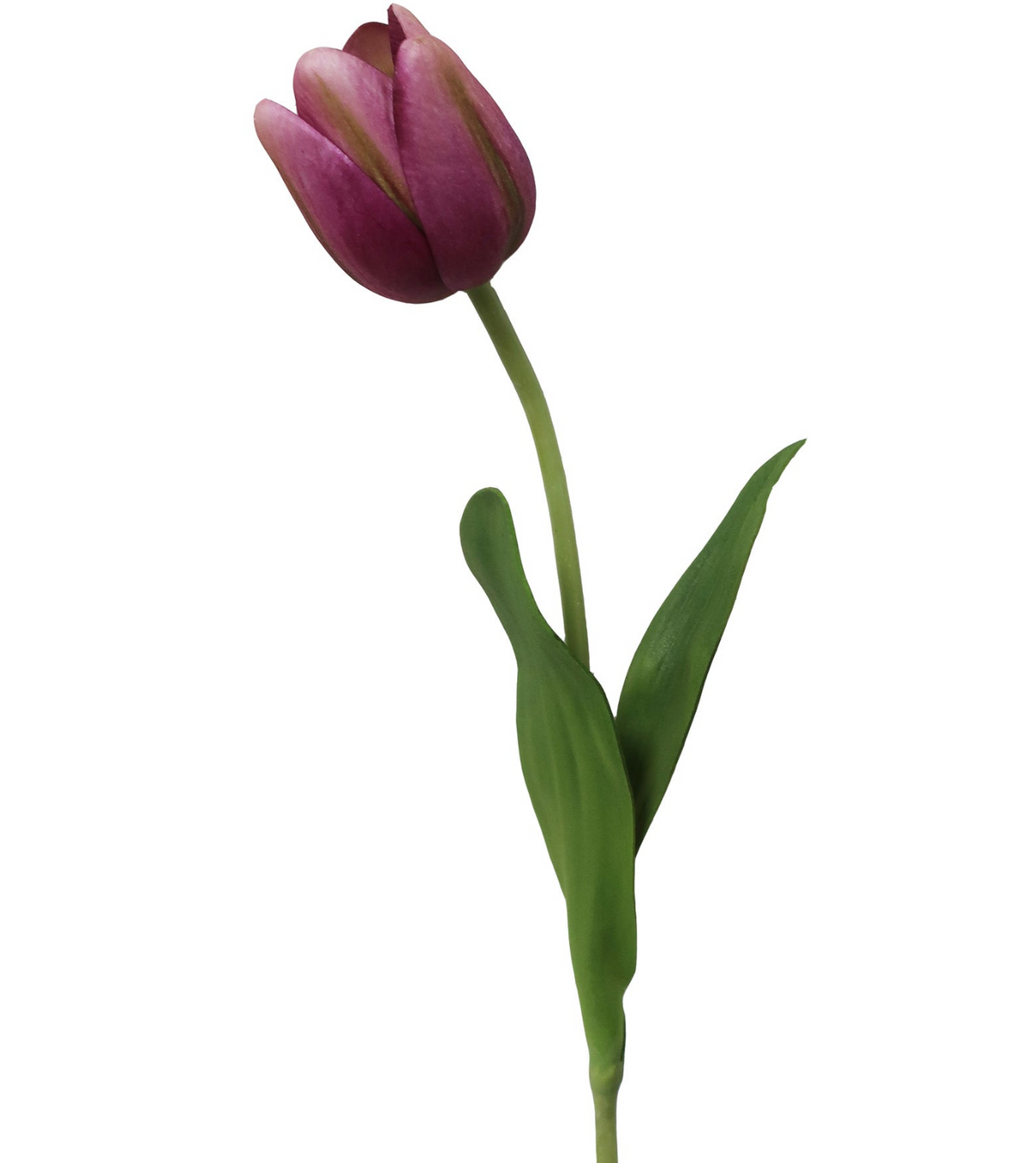 TULIP 15.5''