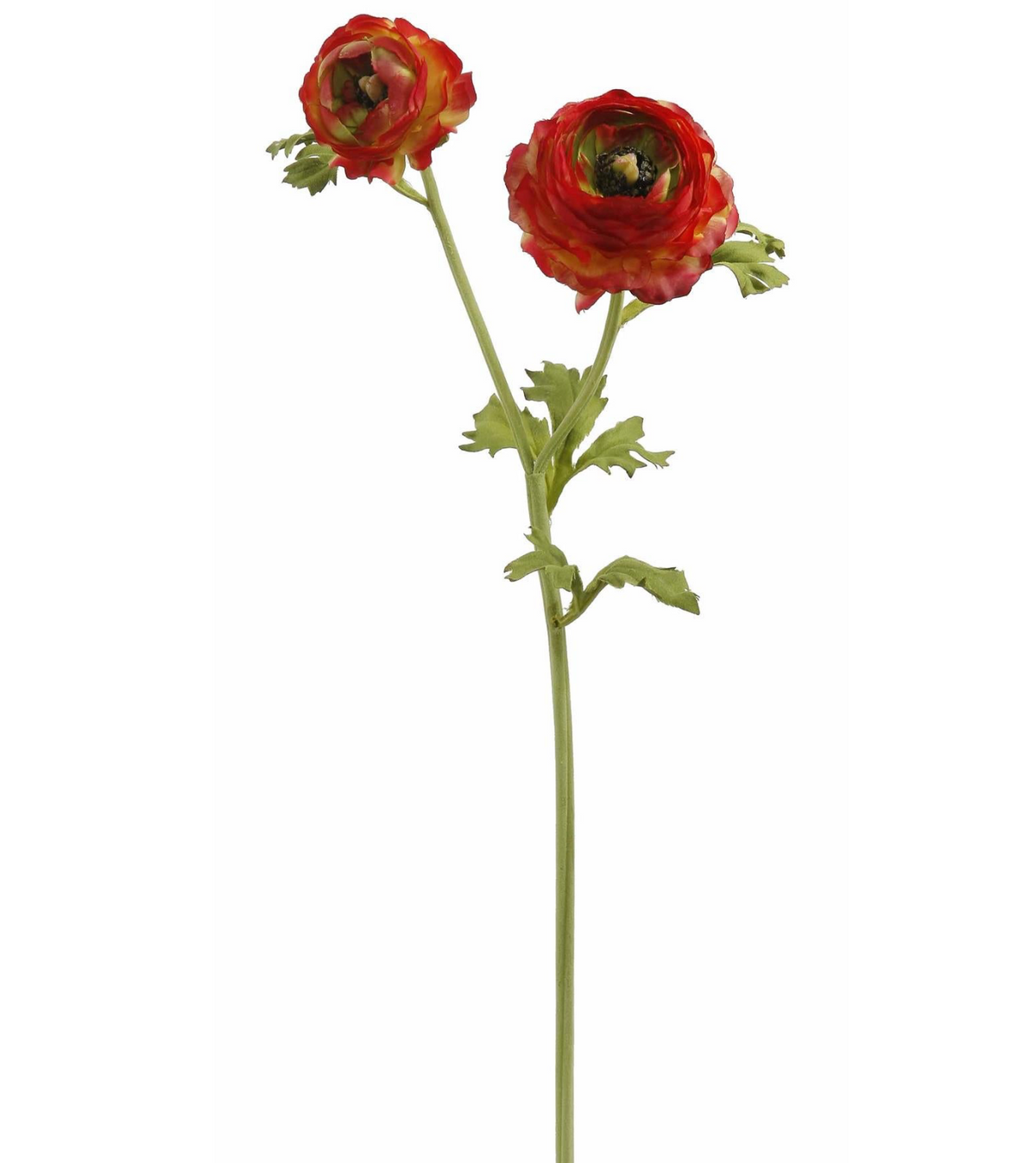 GARDEN RANUNCULUS 23''