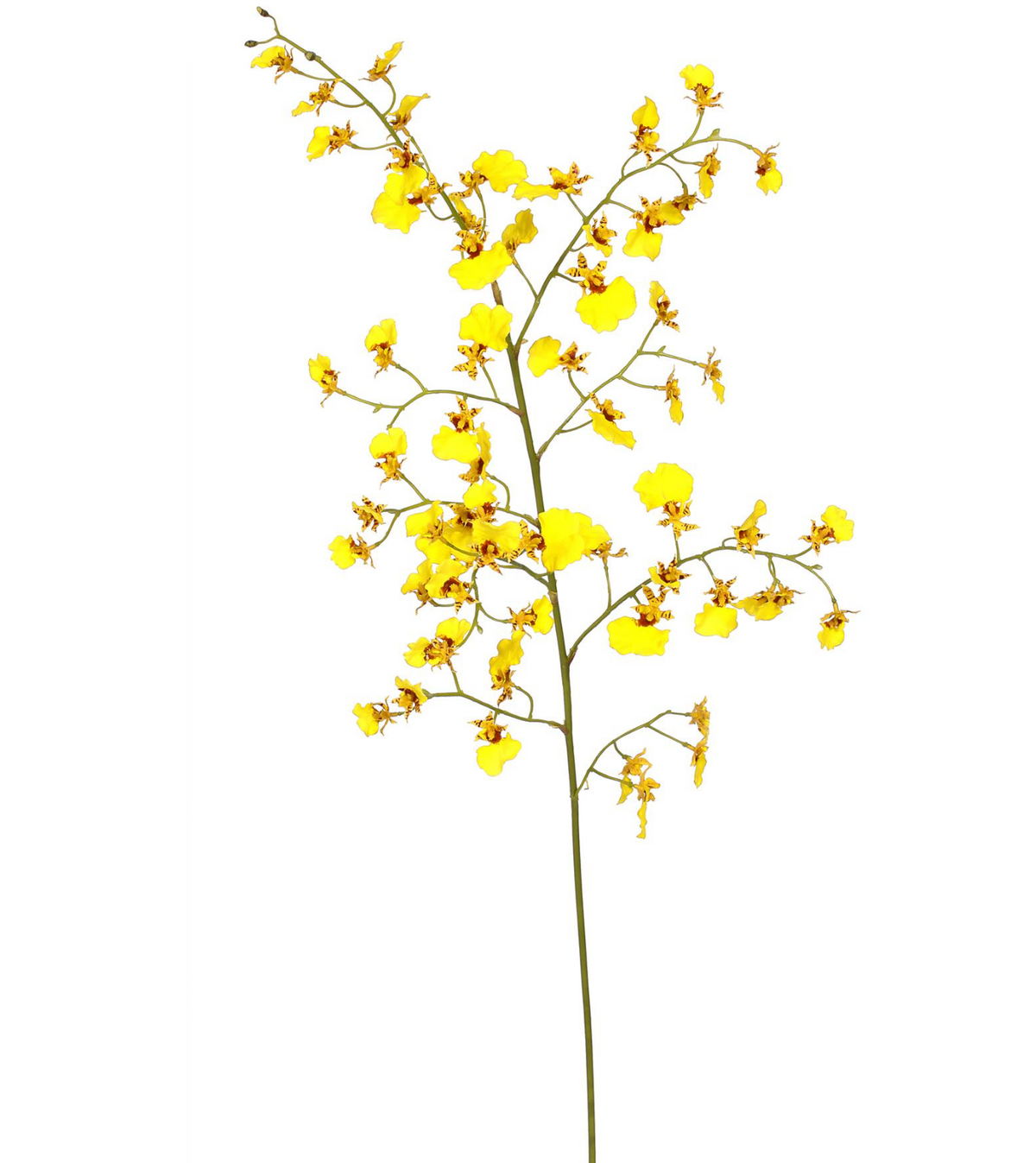 ORCHID DANCING ONCIDIUM M. 36.5"