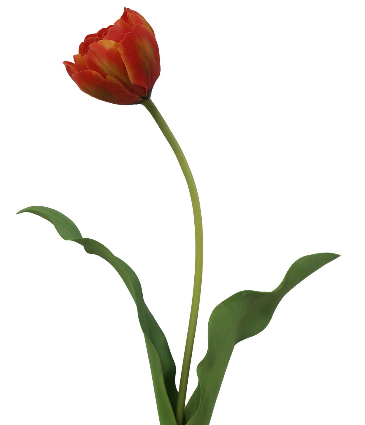 DOUBLE LAYER TULIP OPEN 22''