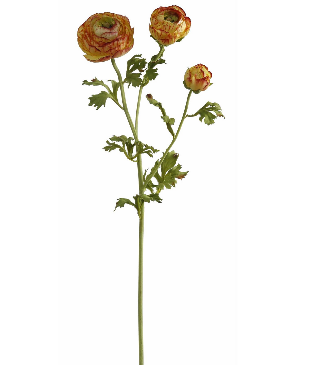 RANUNCULUS 29'' (GOLD)