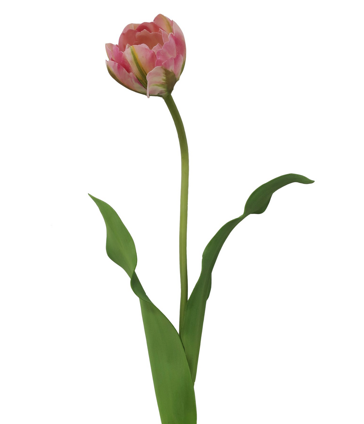 DOUBLE LAYER TULIP OPEN 22''